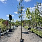 Hruška okrasná (Pyrus calleryana) ´CHANTICLEER´ - výška 260-280 cm, obvod kmeňa: 6/8 cm, kont. C18L